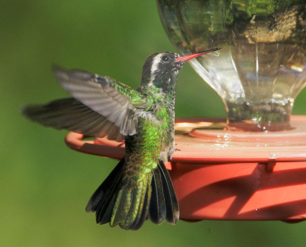 White-eared Hummingbird, male, 8/5/08, Beatty's, Miller Canyon, AZ