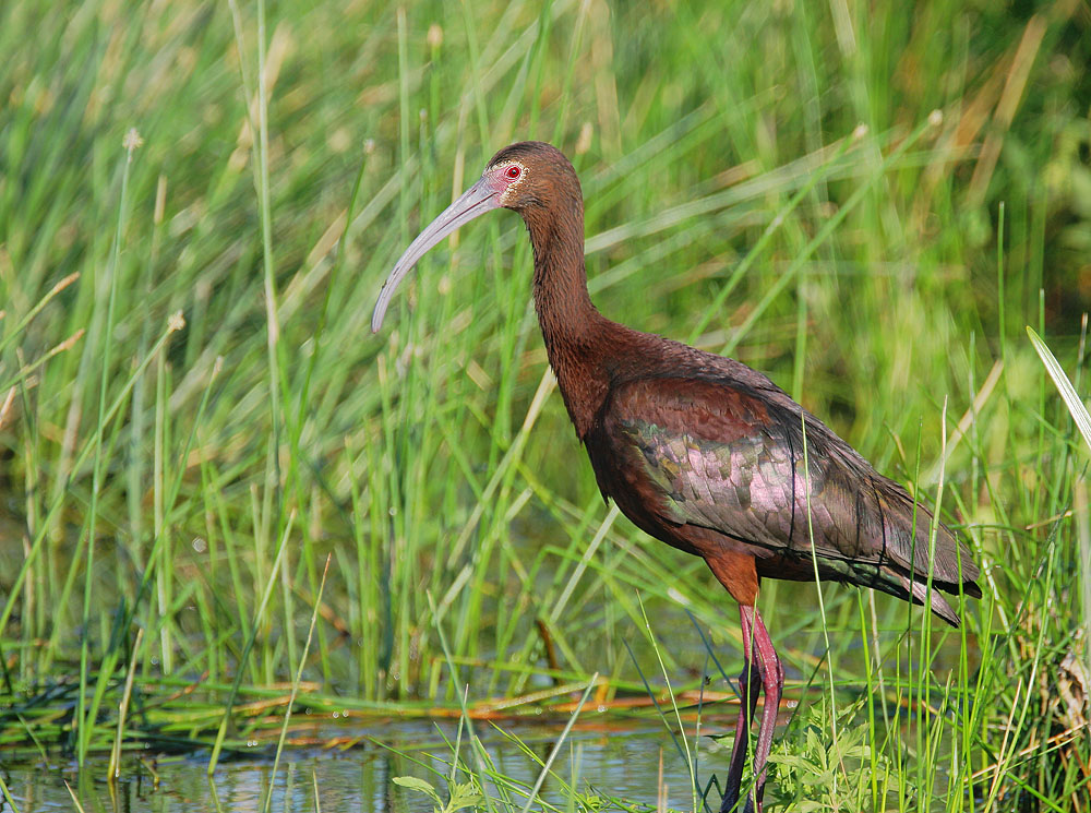 White-faced Ibis