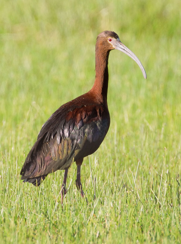 White-faced Ibis