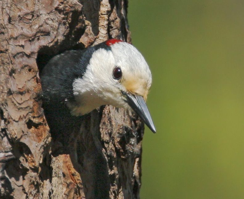 White-headed Woodpecker, male at nest, 6/25/06, Yuba Pass summit, Sierra Co
