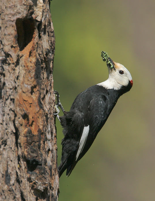 White-headed Woodpecker, male feeding young, 6/25/06, Yuba Pass summit, Sierra Co