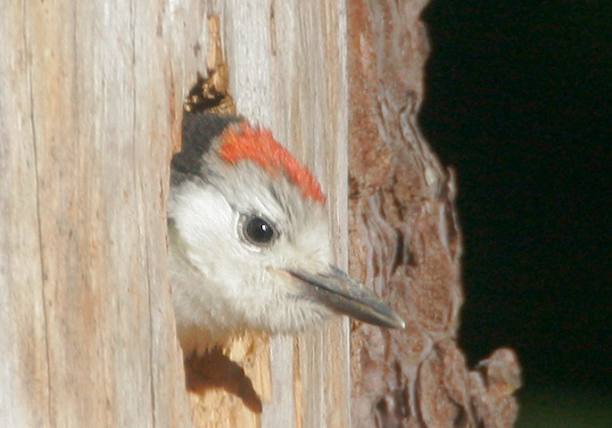 White-headed Woodpecker, male nestling, 6/29/07, Yuba Road summit