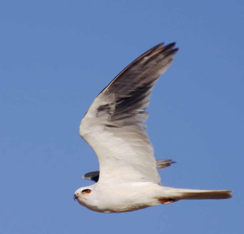 White-tailed Kite, 6/21/04, Dish hill, Stanford