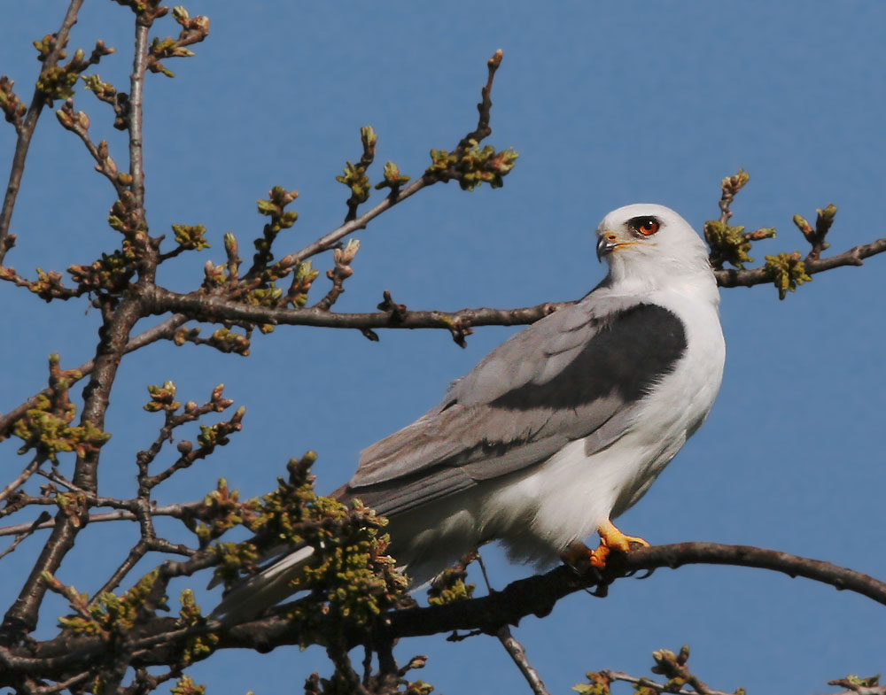 White-tailed Kite, 3/5/05, Arastradero Preserve