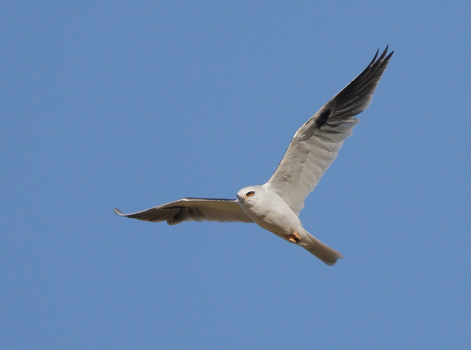 White-tailed Kite, 5/27/07, Rancho San Antonio