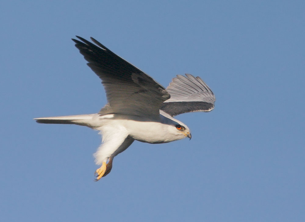White-tailed Kite, 2/14/08, Arastradero Preserve