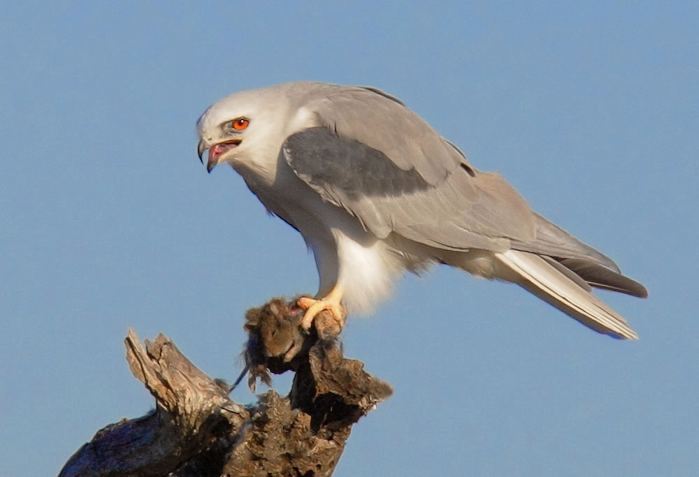 White-tailed Kite, 10/18/08, Arastradero Preserve