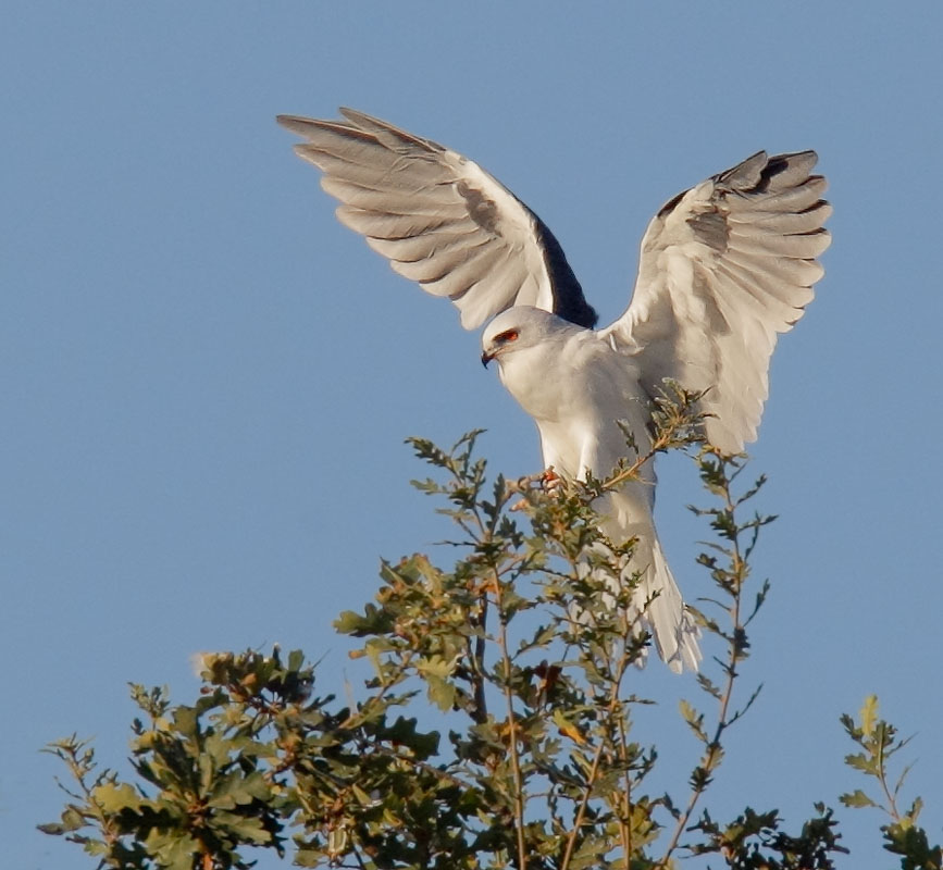 White-tailed Kite, 10/18/08, Arastradero Preserve