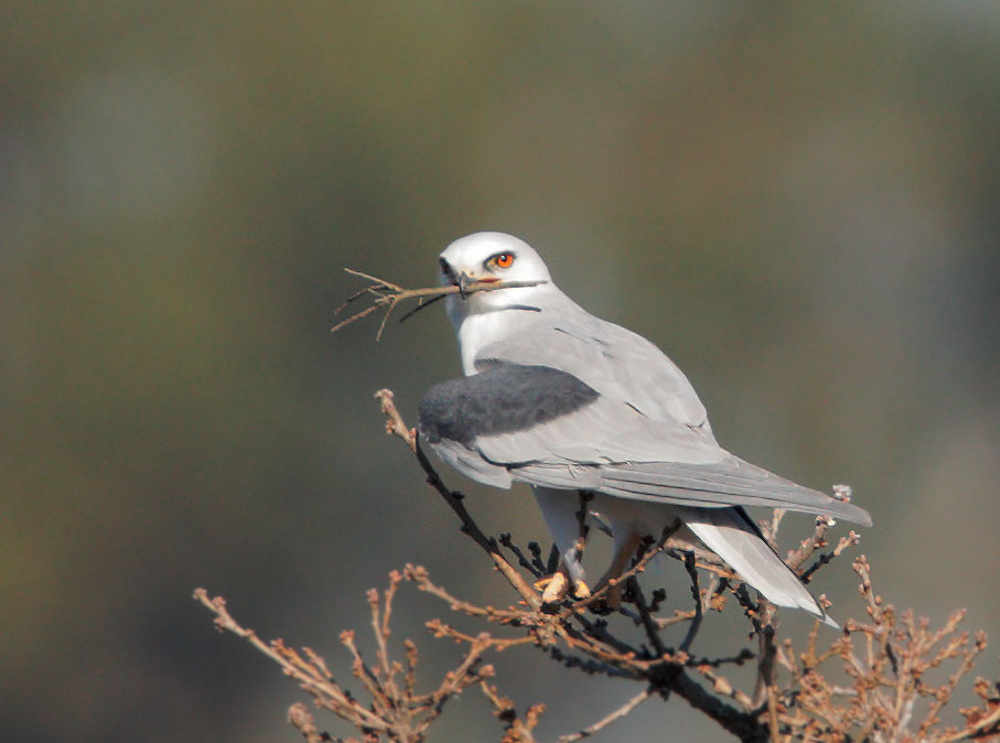White-tailed Kite, carrying nesting material, 2/2/09, Arastradero Preserve