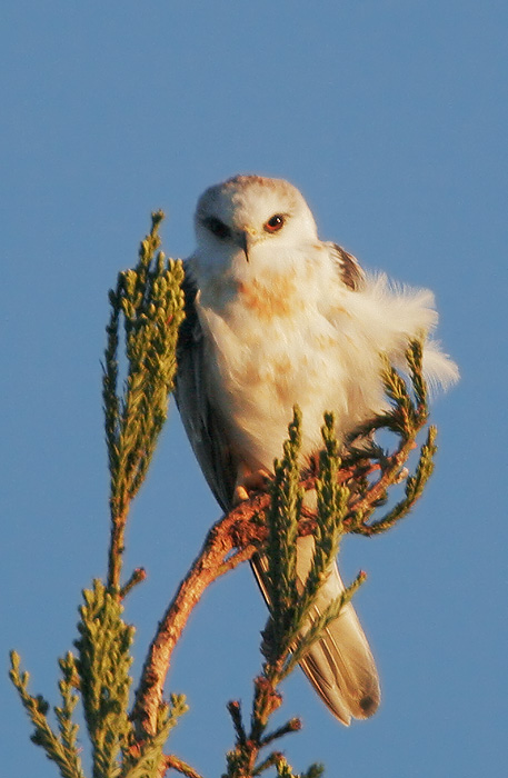 White-tailed Kite, juvenile, 11/23/06, Stanford campus