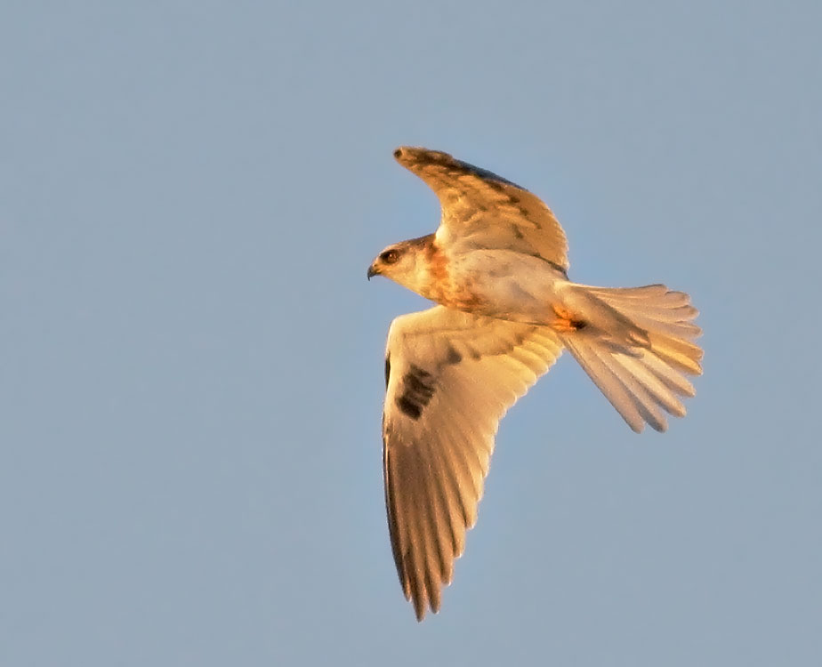 White-tailed Kite, juvenile, 9/25/07, Blufftop Park, Half Moon Bay, San Mateo Co