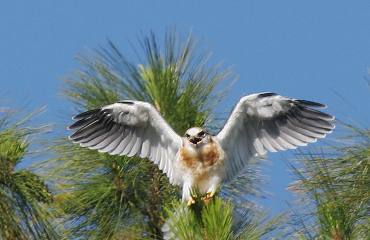 White-tailed Kite, juvenile, 6/13/05, Stanford campus