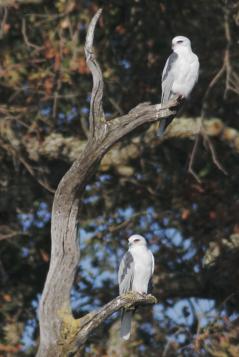 White-tailed Kites, 10/27/06, Arastradero