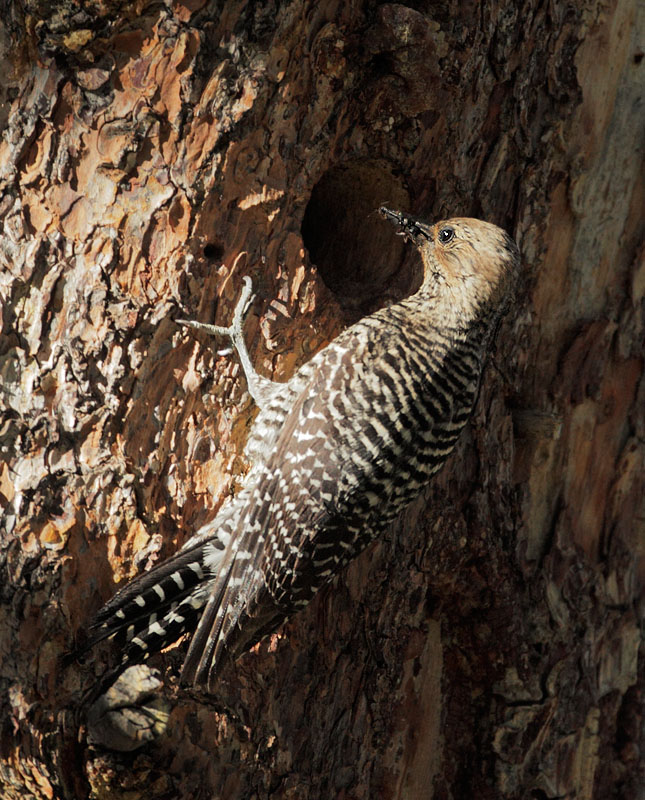 Williamson's Sapsucker