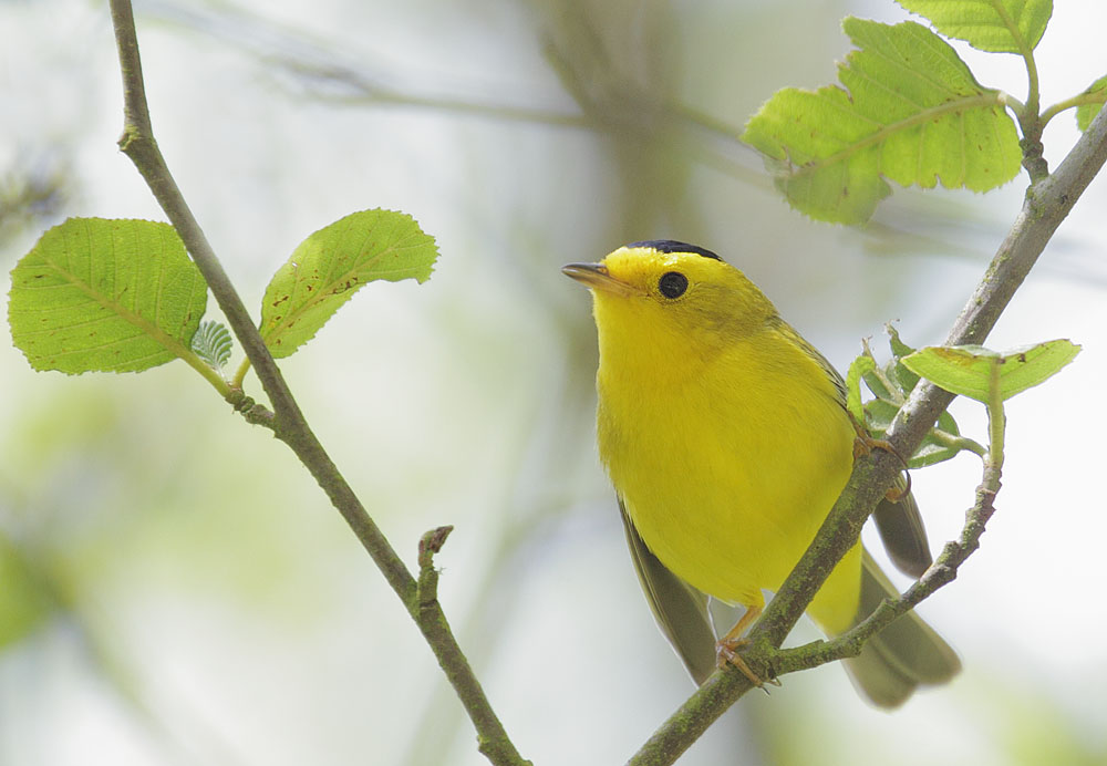 Wilson's Warbler, male, 4/15/11, Tilden Park, Berkeley, Alameda Co