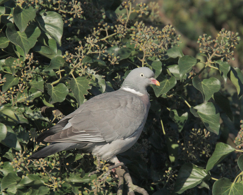 Woodpigeon, 12/19/09, Clissold Park, London, UK