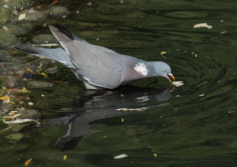 Woodpigeon, 5/8/11, Regent's Park, London