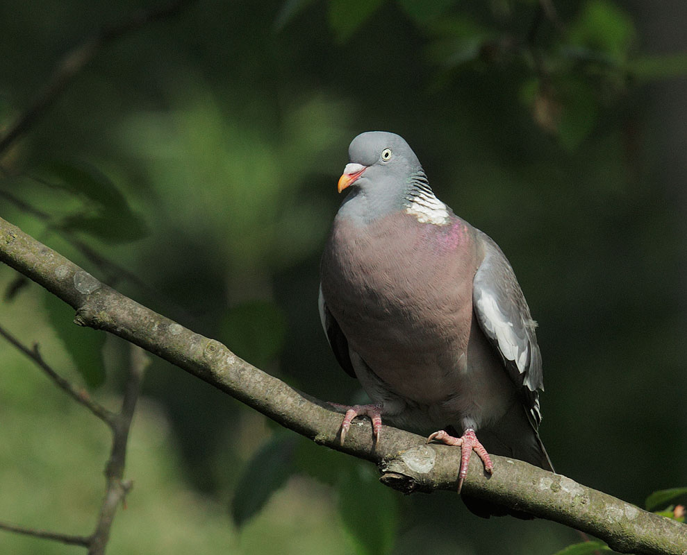 5/6/11, Regent's Park, London