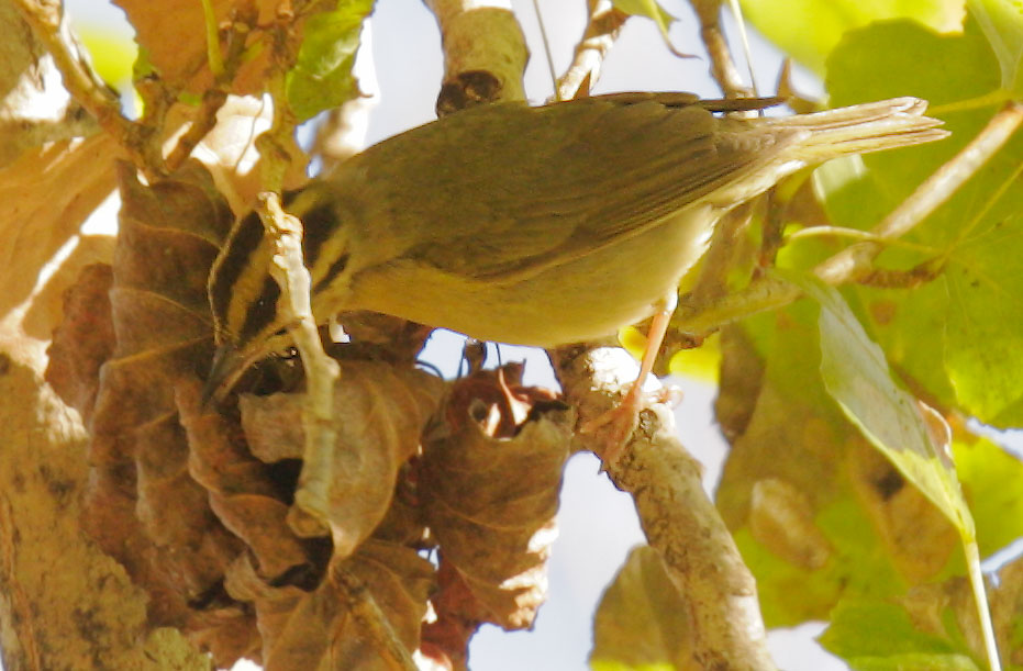 Worm-eating Warbler, 12/20/08, Ferrry Park, San Francisco