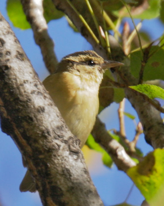 Worm-eating Warbler, 12/20/08, Ferry Park, San Francisco