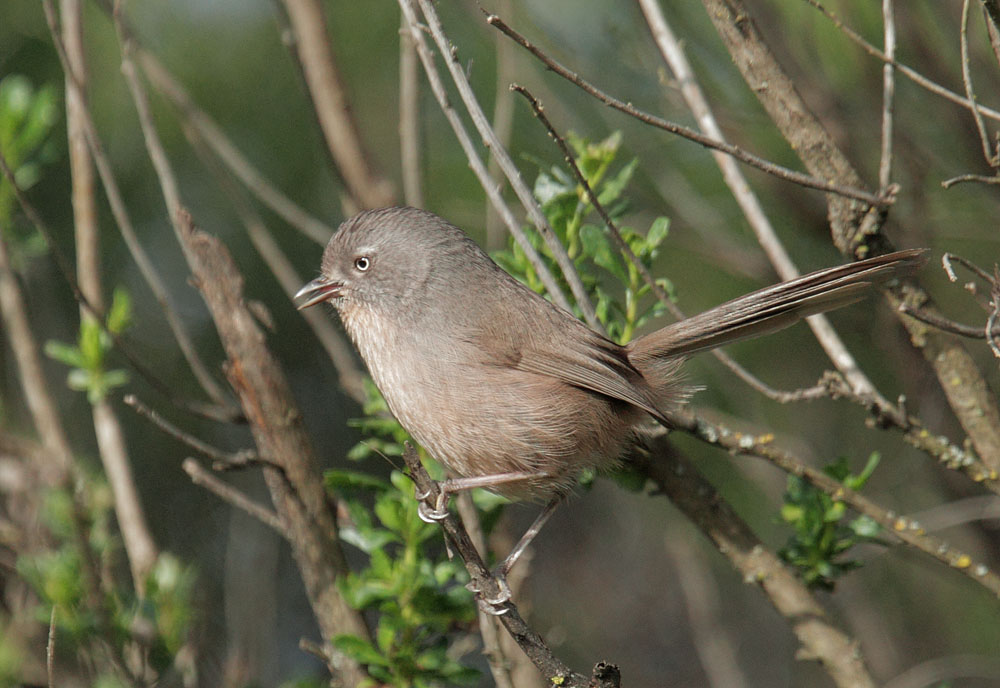 Wrentit, 3/17/11, Arastradero Preserve