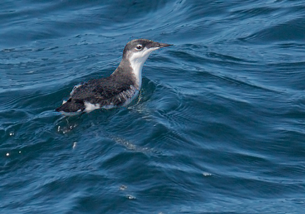 Xantus's Murrelet