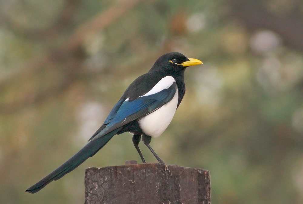 Yellow-billed Magpie, 11/24/05, Ed Levin Park