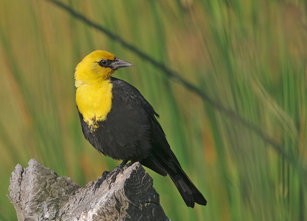 Yellow-headed Blackbird