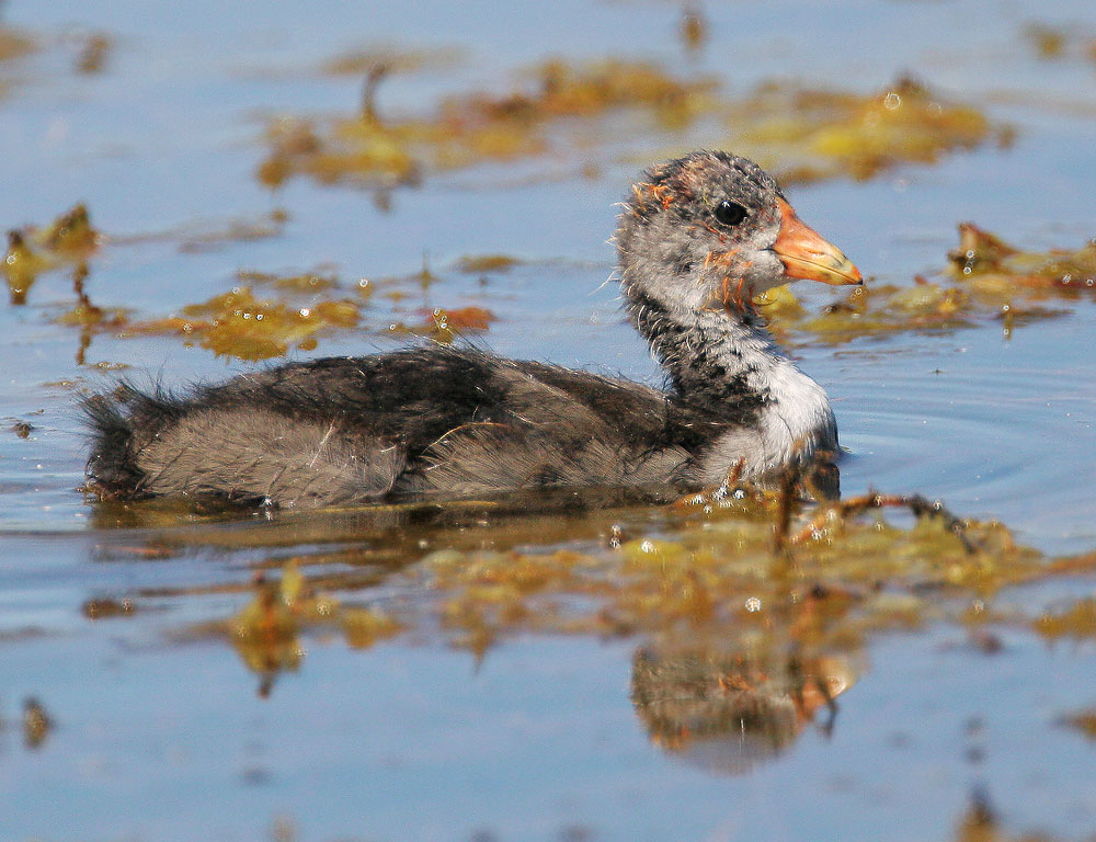 American Coot