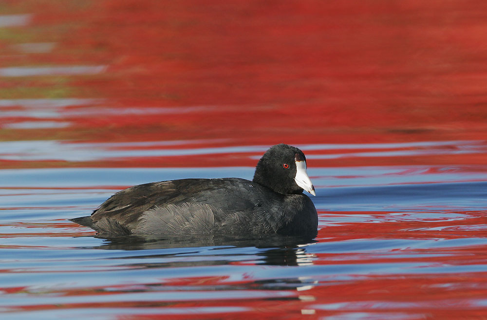 American Coot