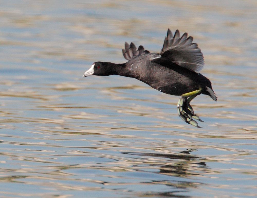 American Coot