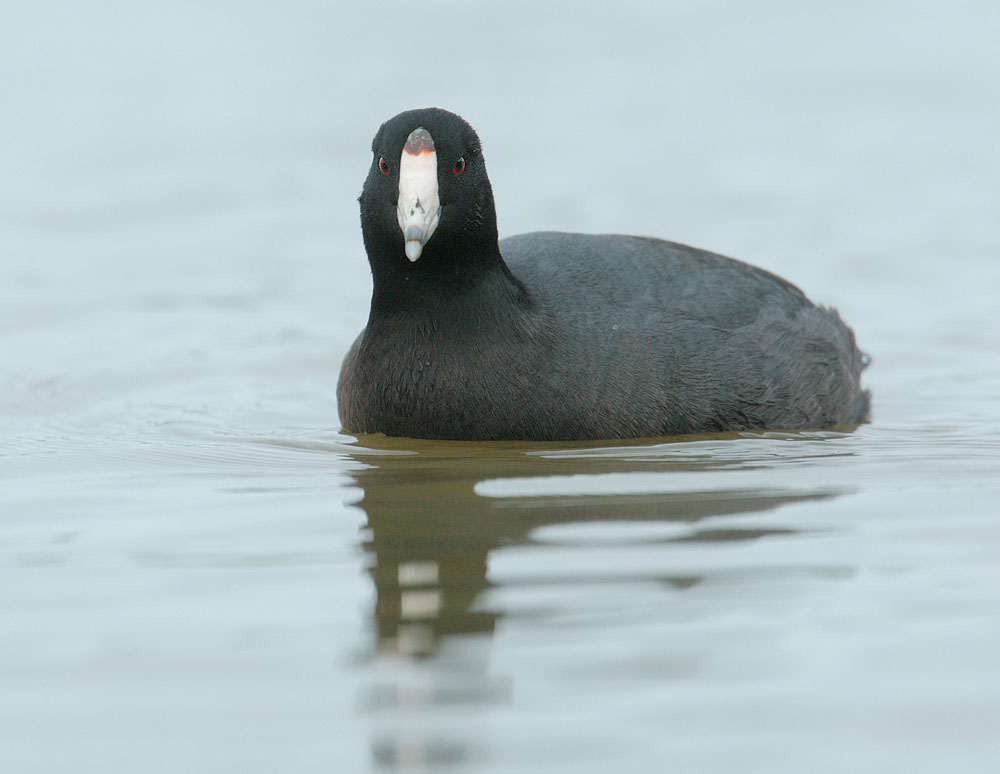 American Coot