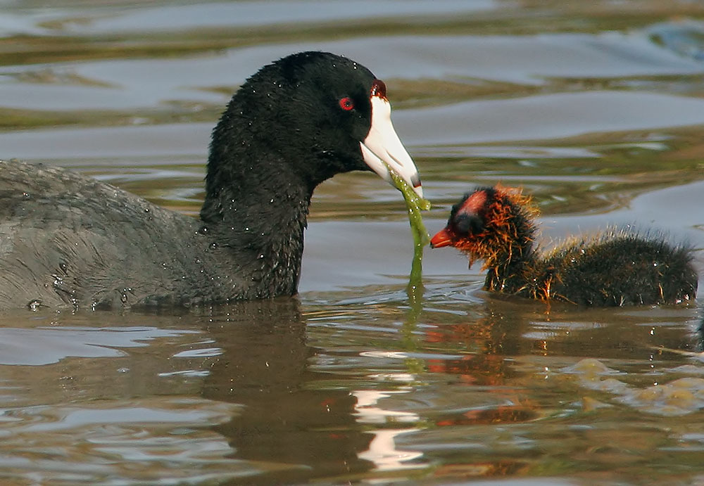 American Coot