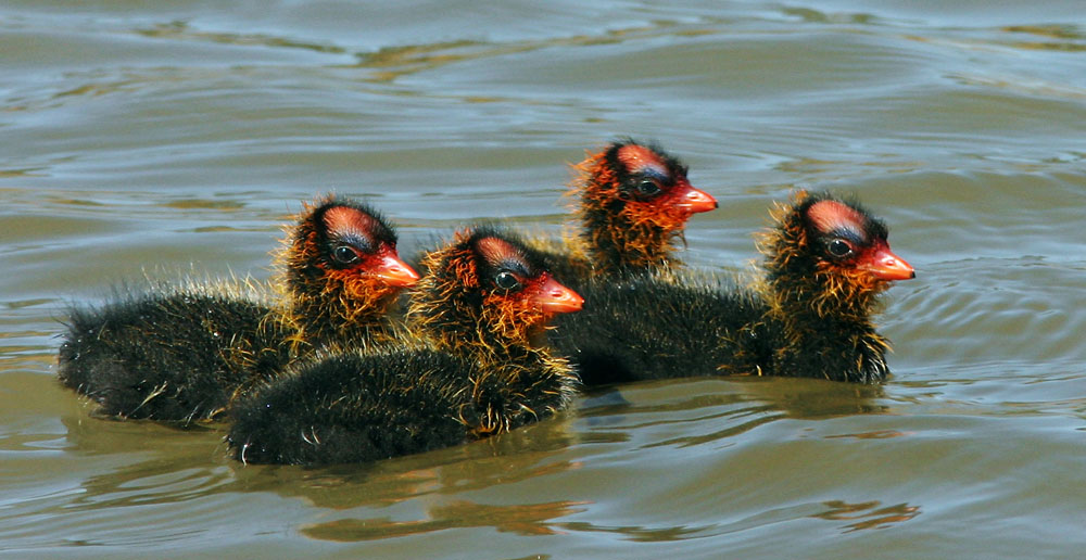 American Coots