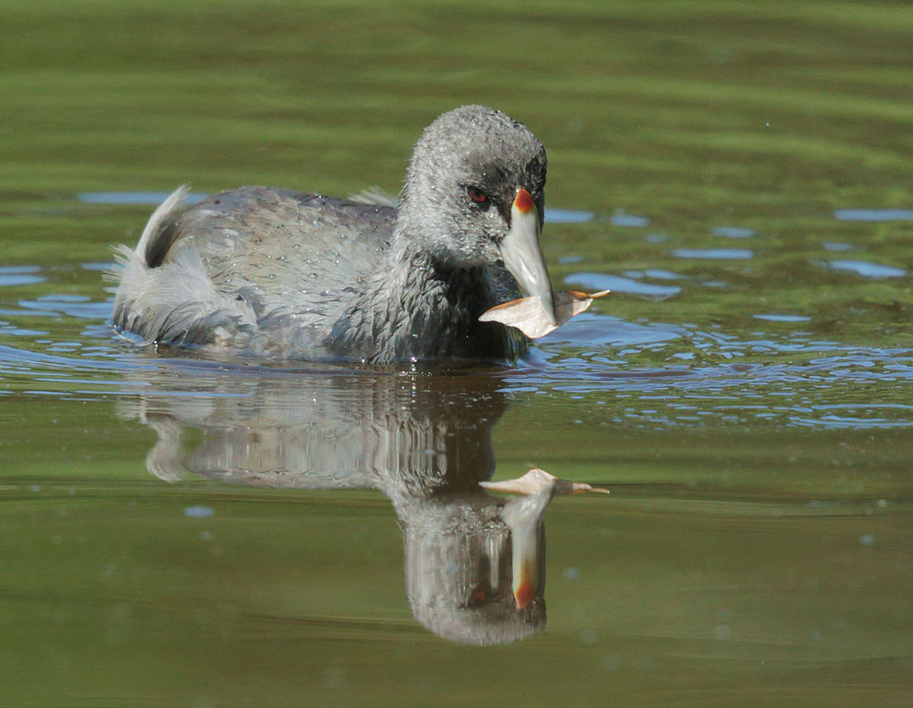 American Coot