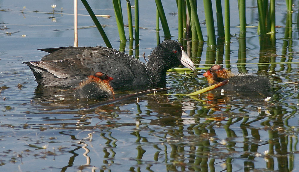 American Coot