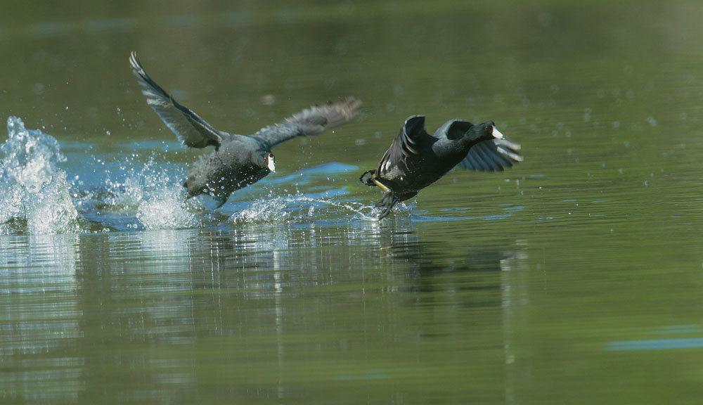American Coots