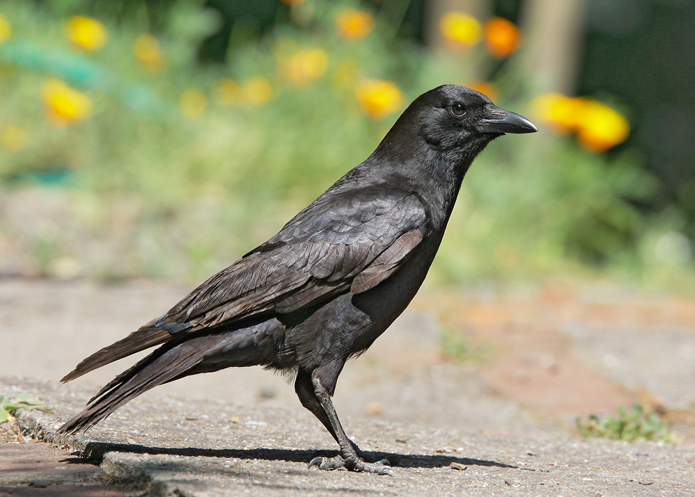 American Crow