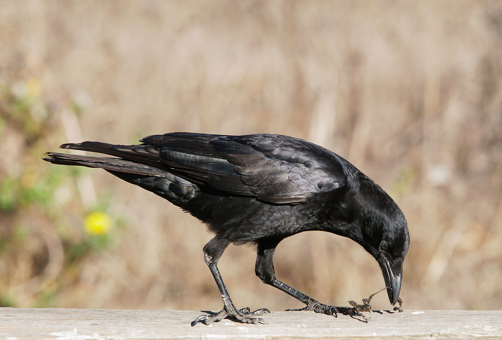American Crow
