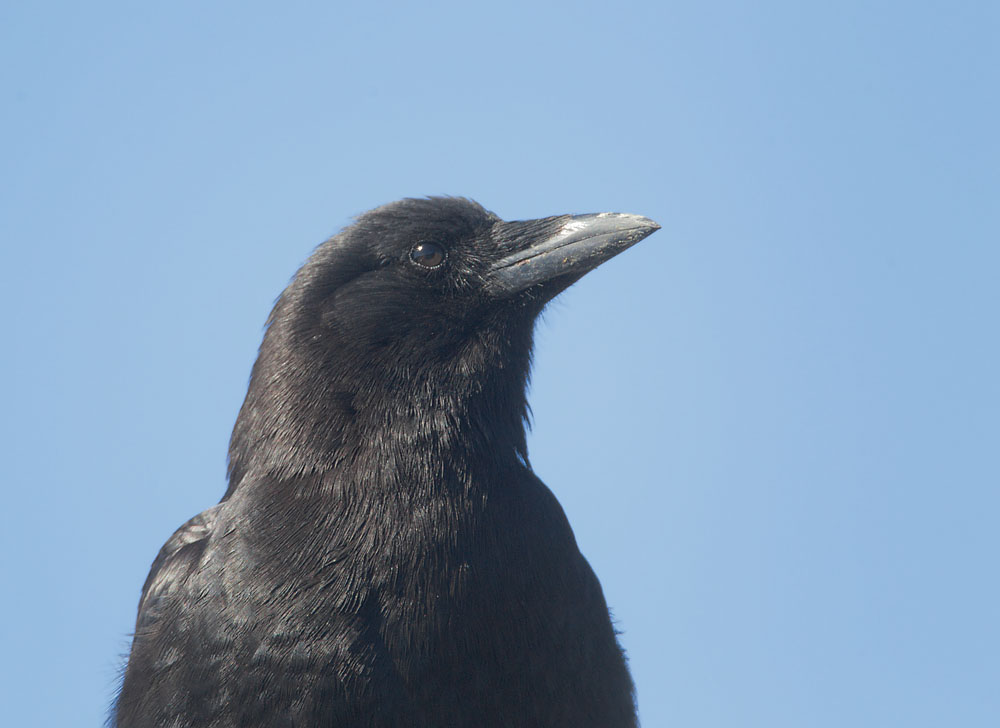 American Crow