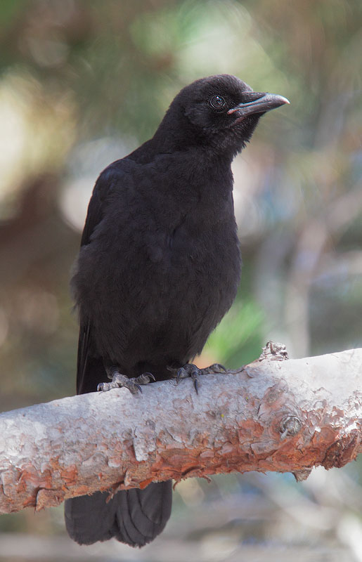 American Crow