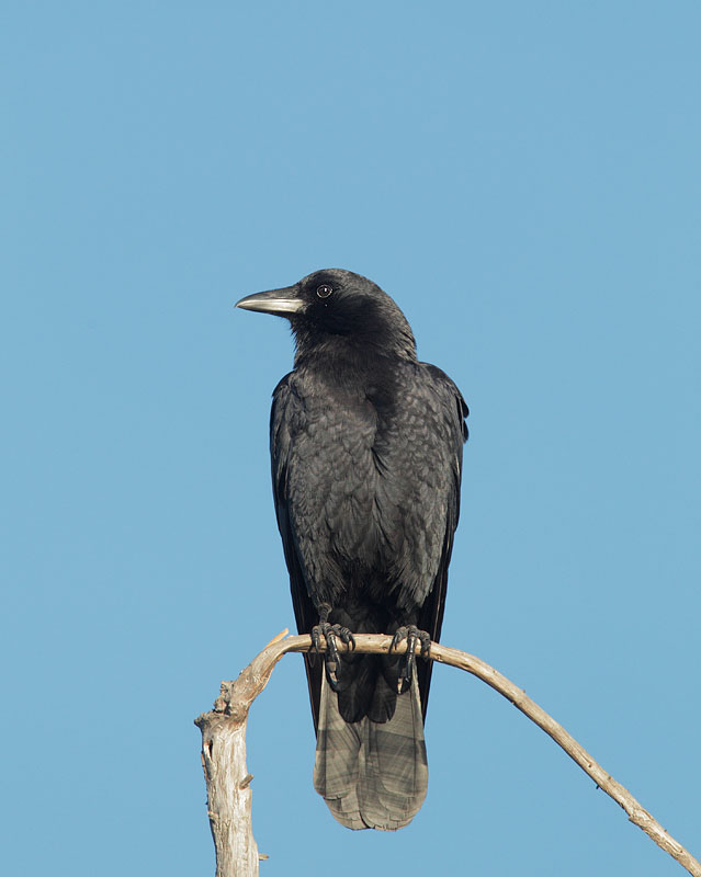 American Crow