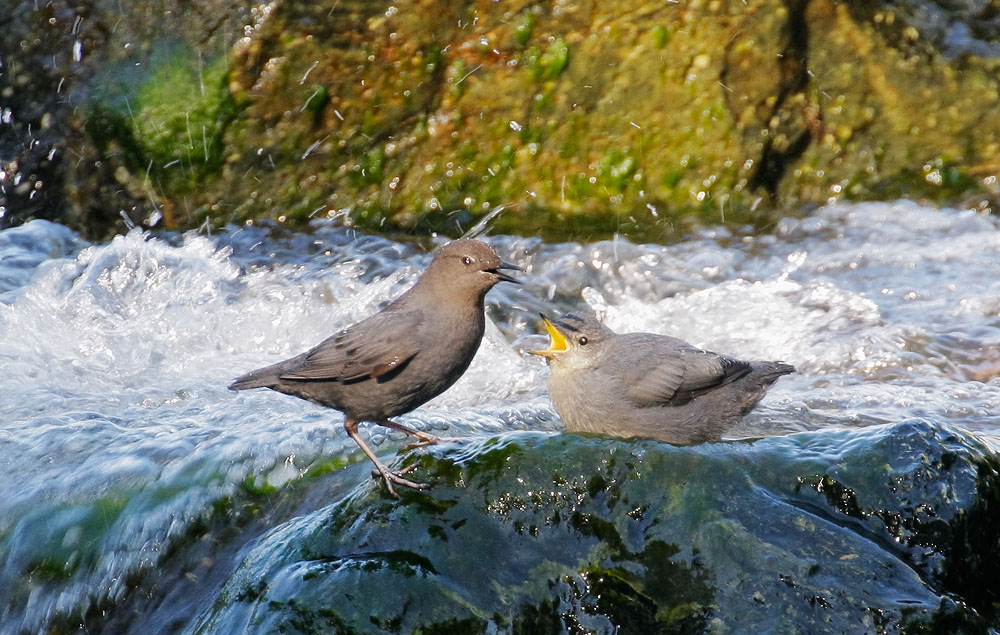 American Dippers