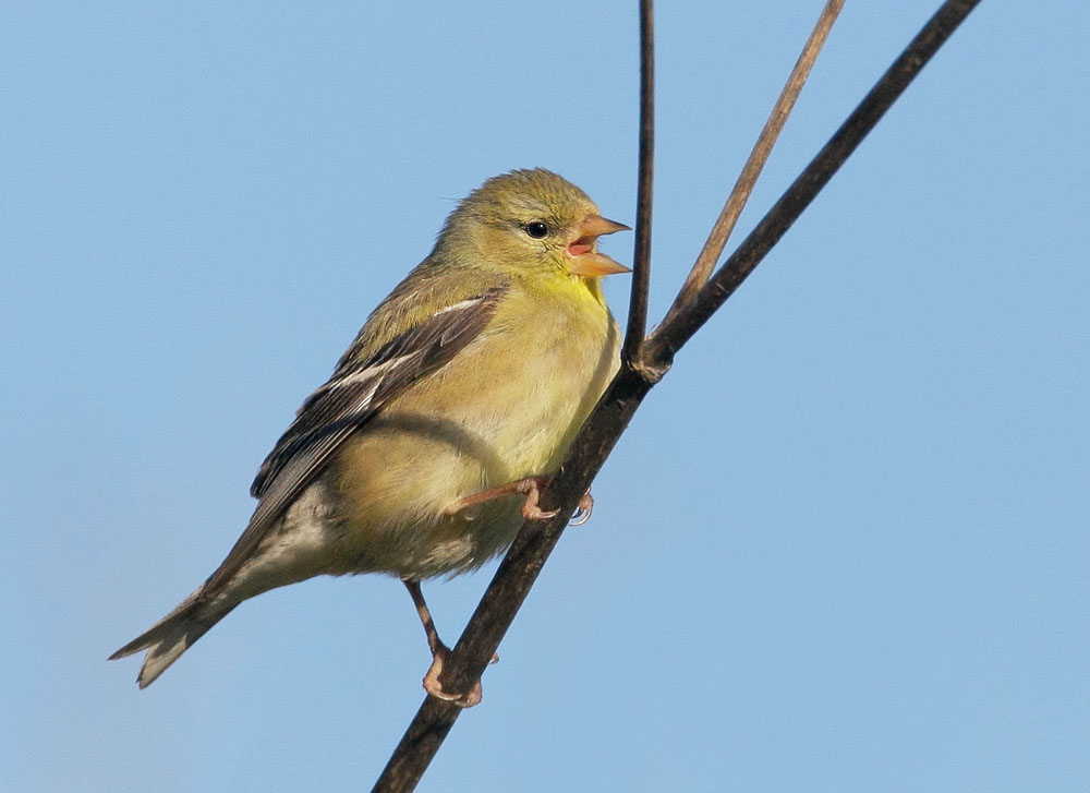 American Goldfinch, breeding plumage female, Half Moon Bay, San Mateo Co