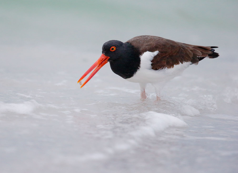 American Oystercatcher