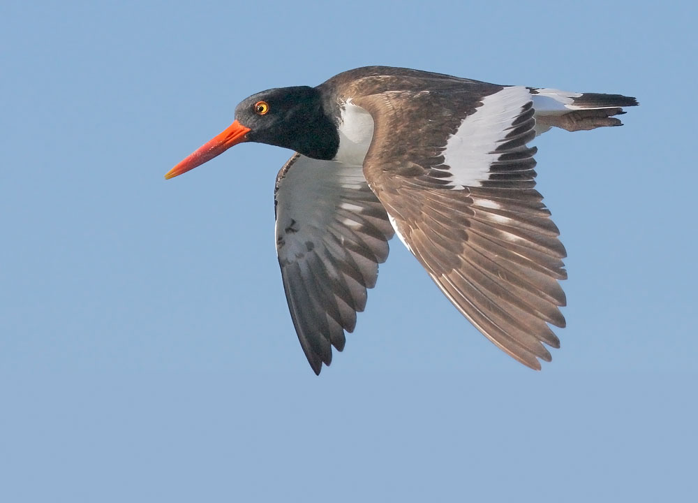 American Oystercatcher
