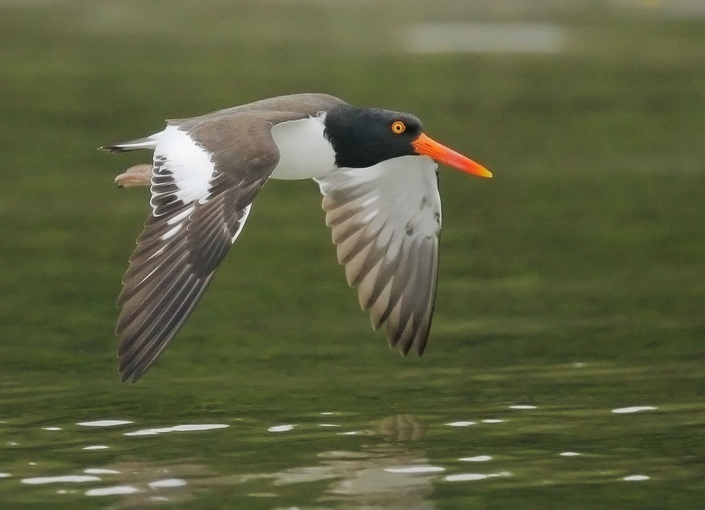American Oystercatcher