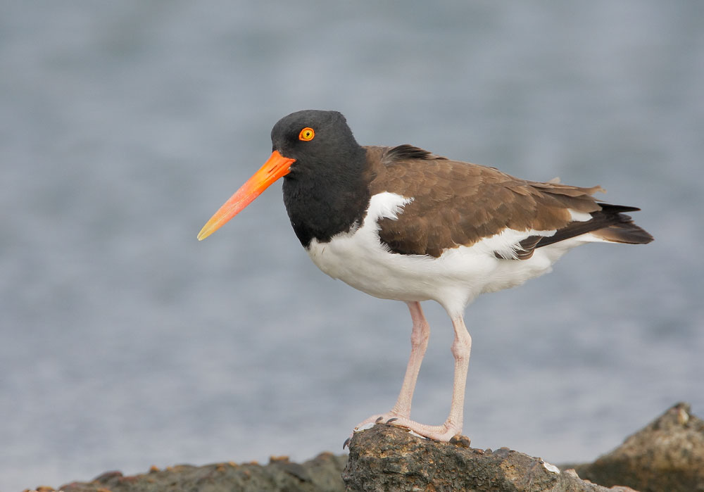 American Oystercatcher