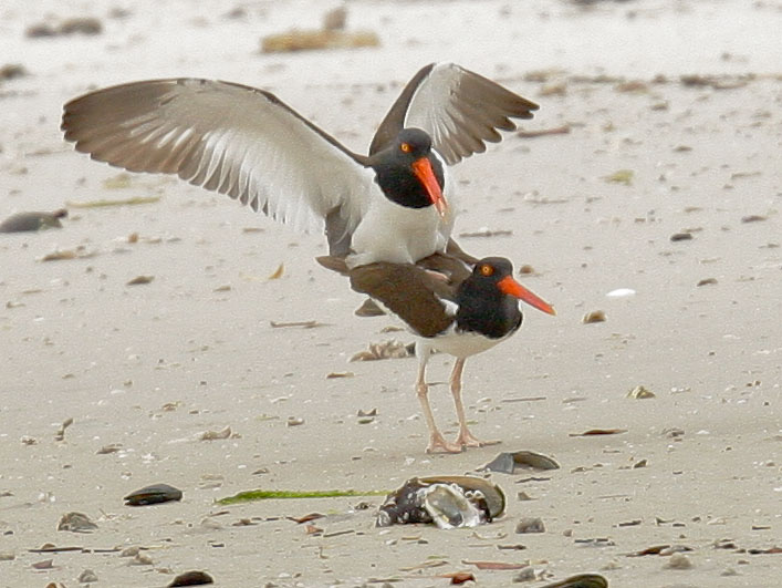 American Oystercatchers
