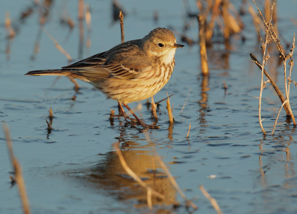 American Pipit